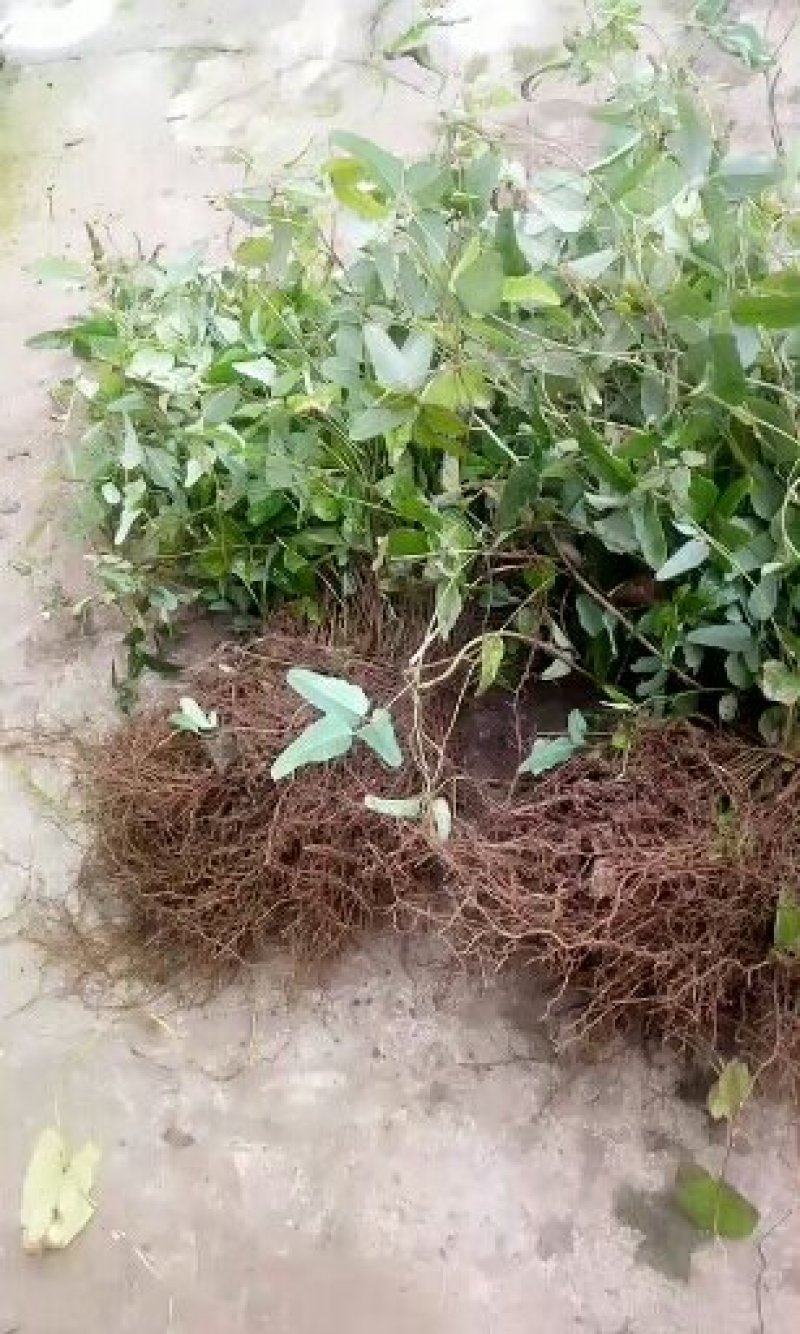 四川基地销售少籽（无籽）八月瓜苗出售，欢迎进店购买。