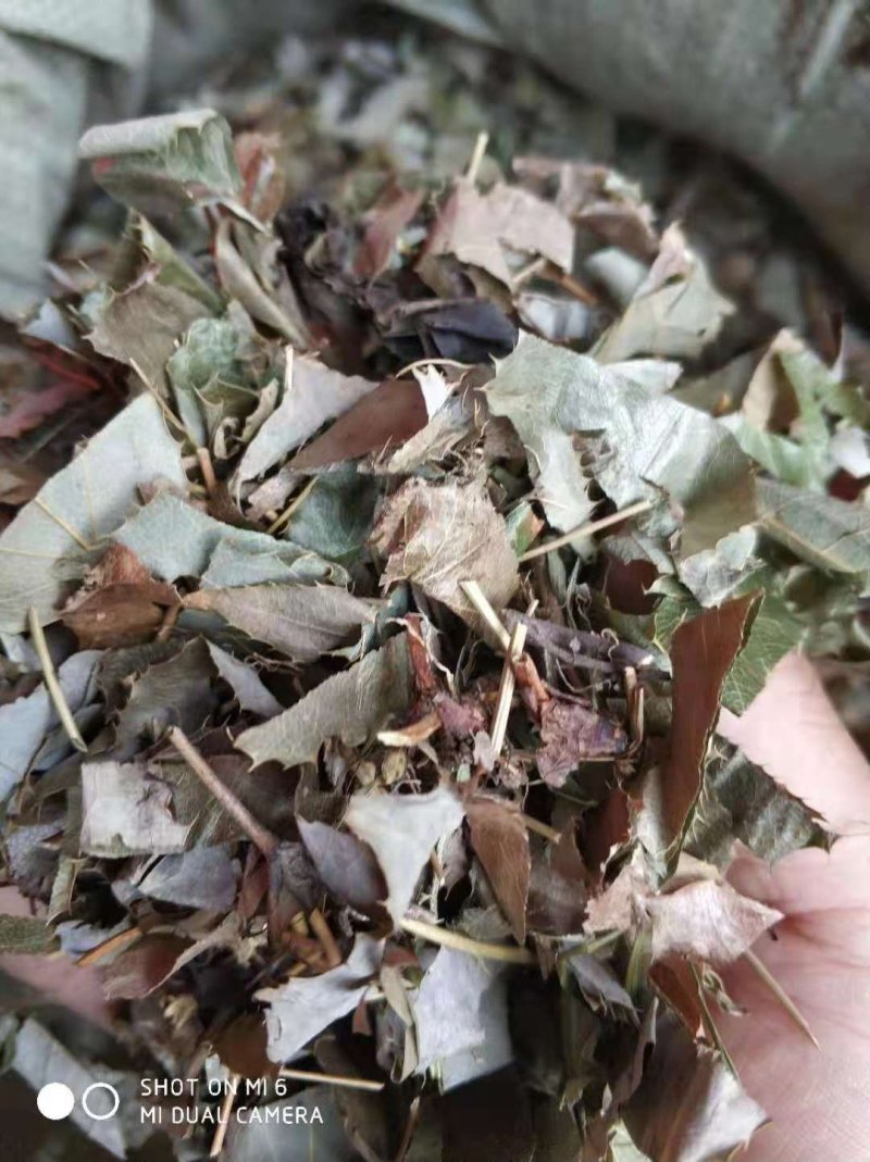 淫羊藿