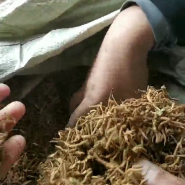 金银花