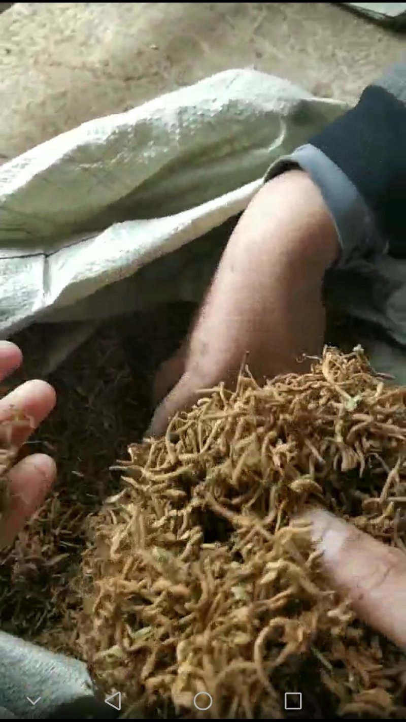金银花