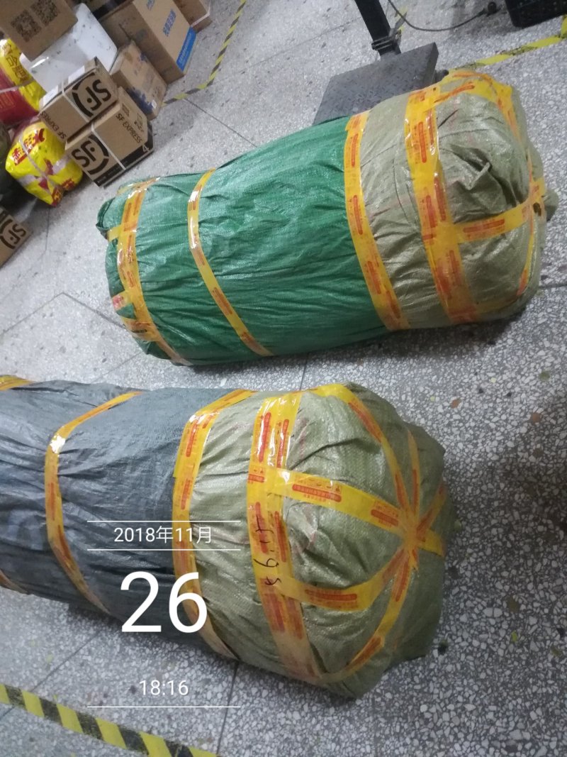 毛桃树苗毛桃苗高度2米地径0.8—2公分