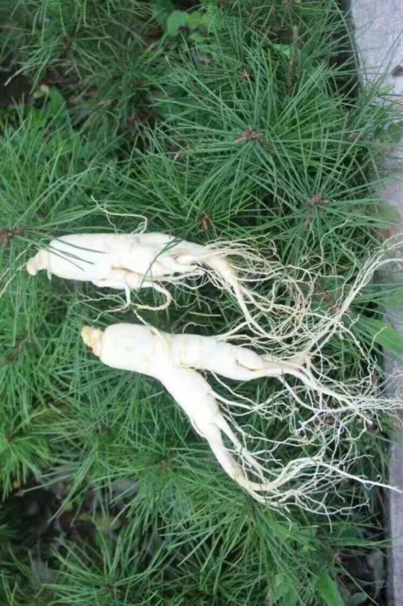 西洋参