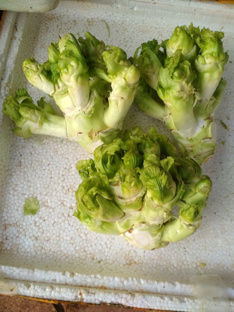 资阳儿莱
