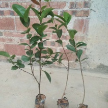 岑溪软枝油茶苗30~50cm