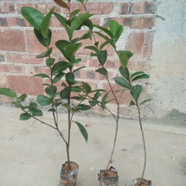 岑溪软枝油茶苗30~50cm