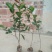 岑溪软枝油茶苗30~50cm