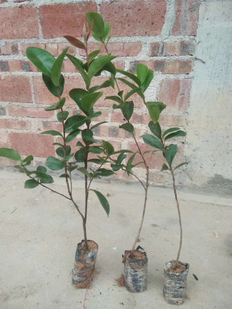岑溪软枝油茶苗30~50cm