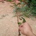 岑溪软枝油茶苗30~50cm