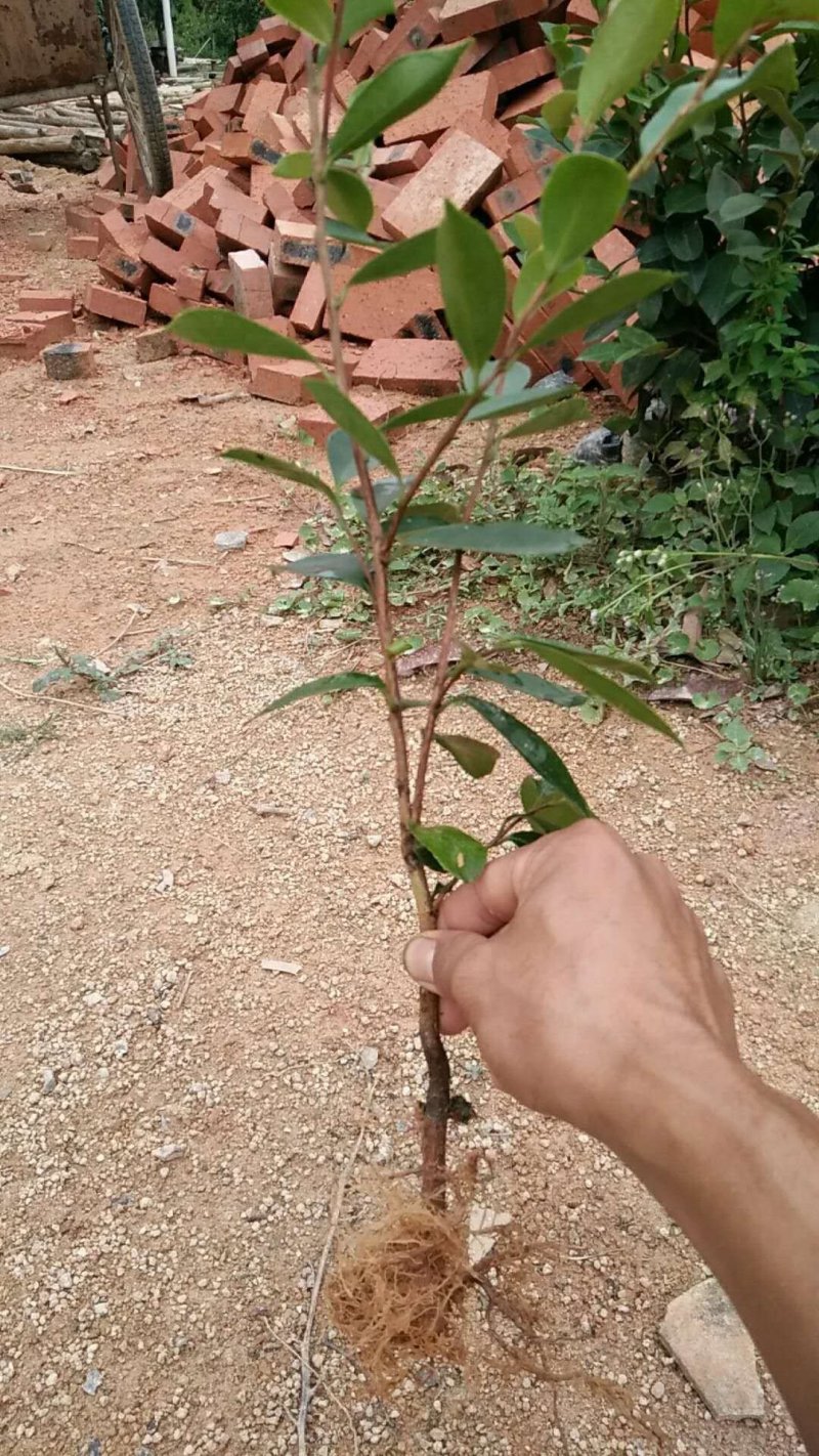 岑溪软枝油茶苗30~50cm