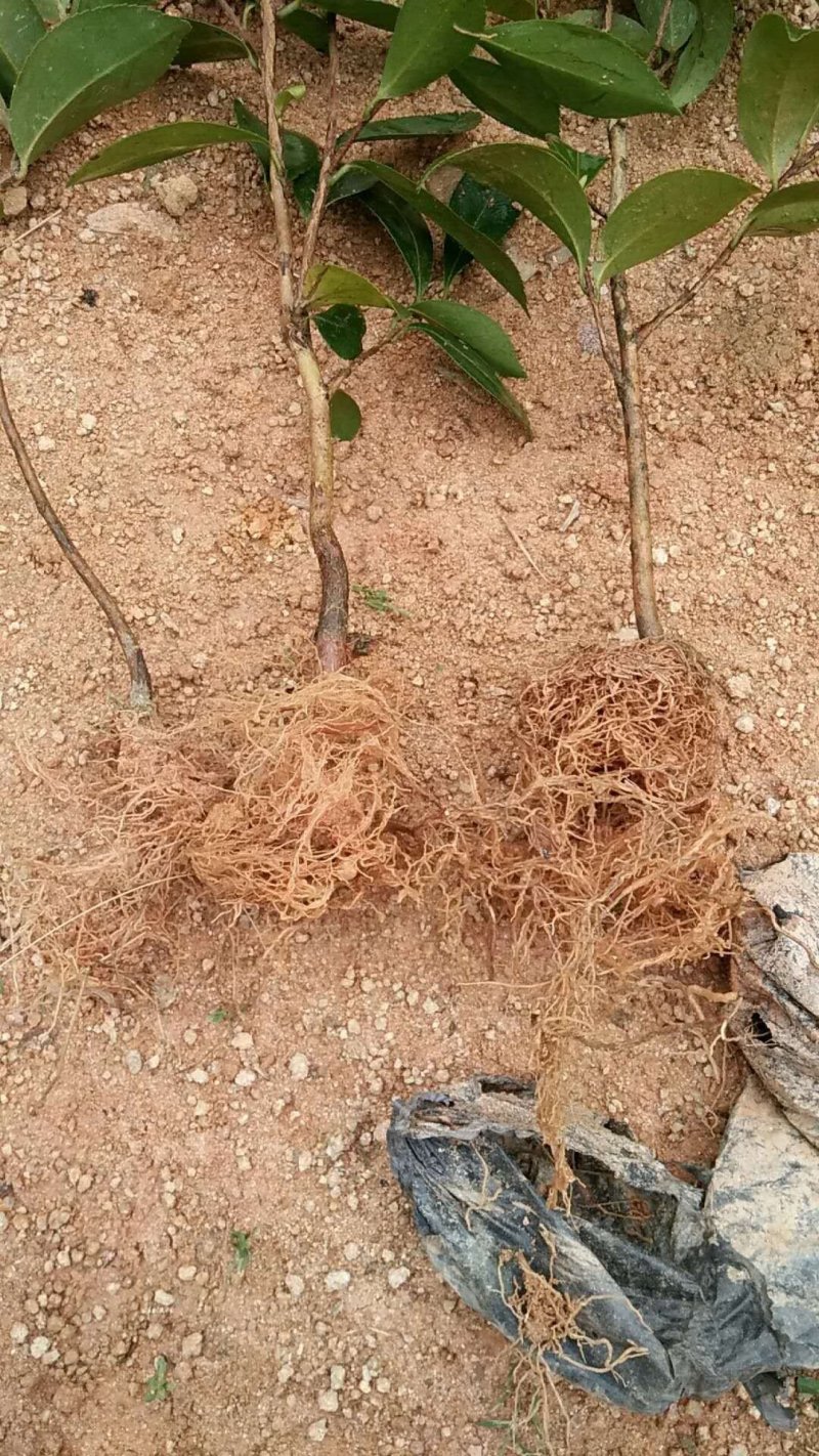 岑溪软枝油茶苗30~50cm