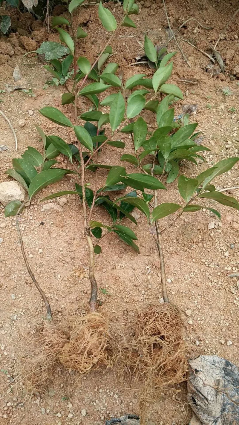 岑溪软枝油茶苗30~50cm