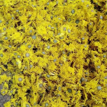 金丝皇菊