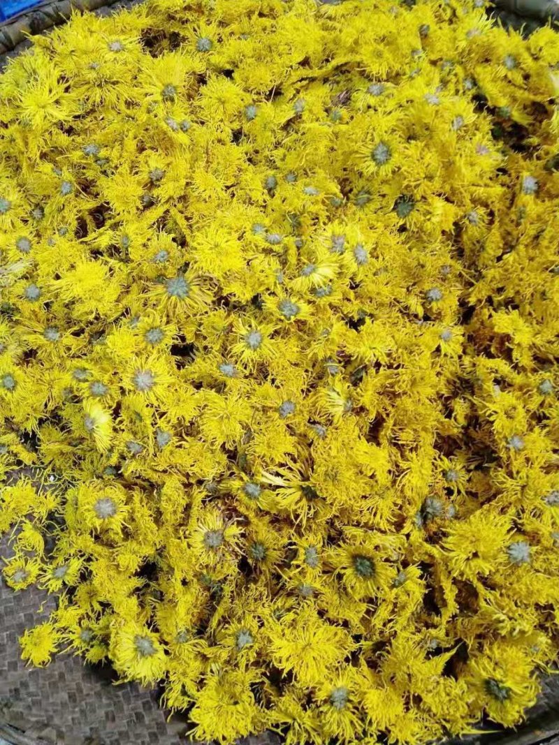 金丝皇菊