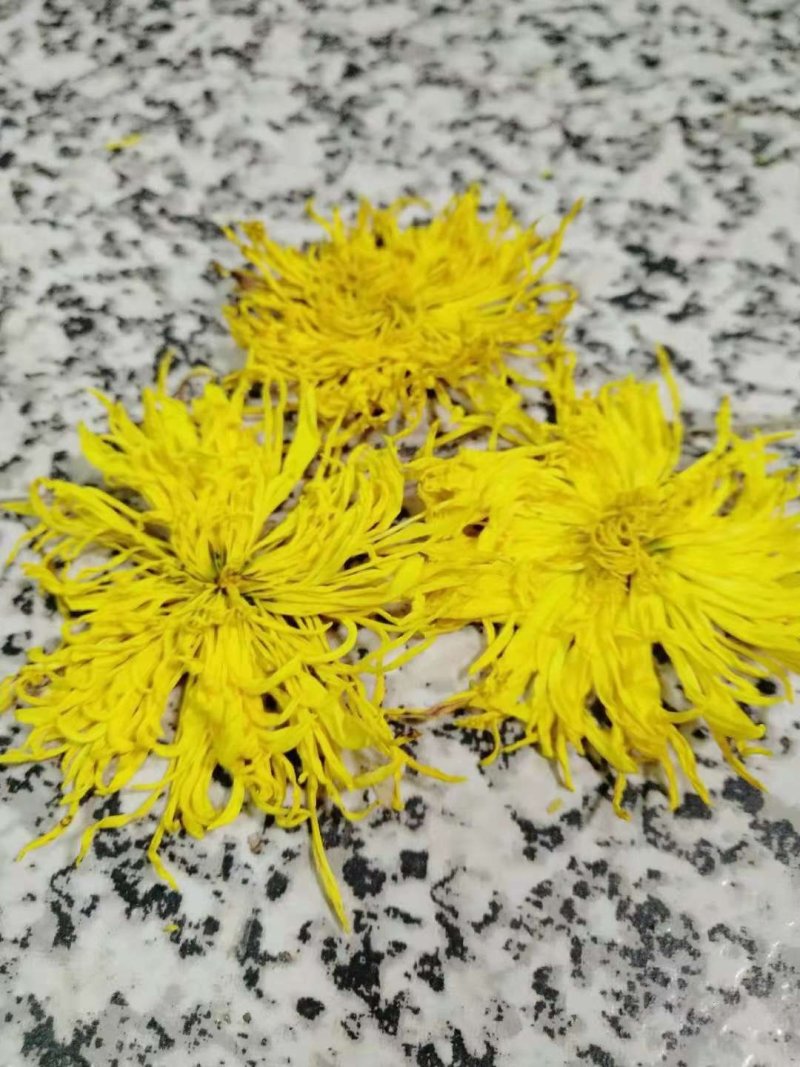 金丝皇菊