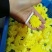 金丝皇菊