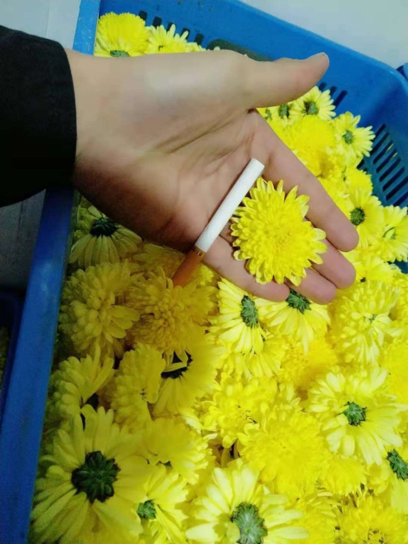 金丝皇菊