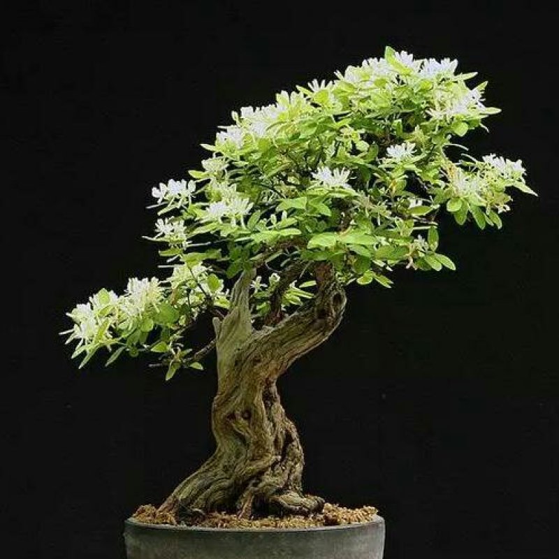 四季金银花盆景