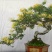 四季金银花盆景