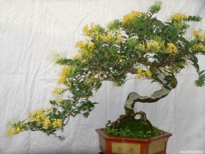 四季金银花盆景