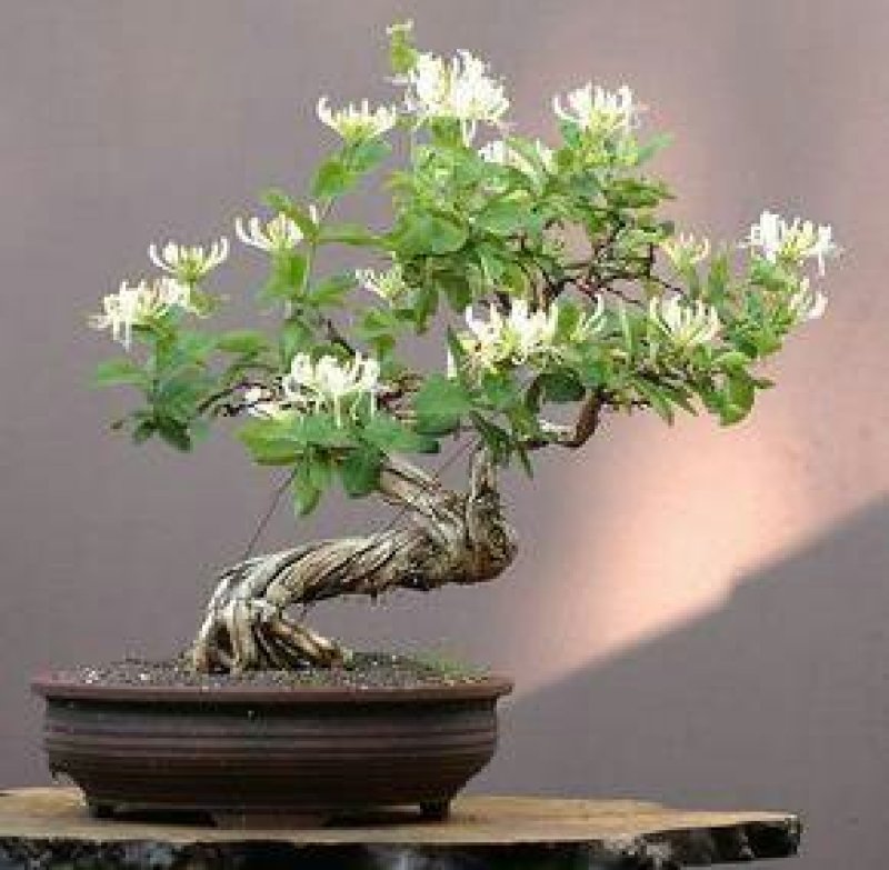 四季金银花盆景