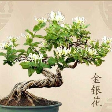 四季金银花盆景