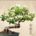 四季金银花盆景