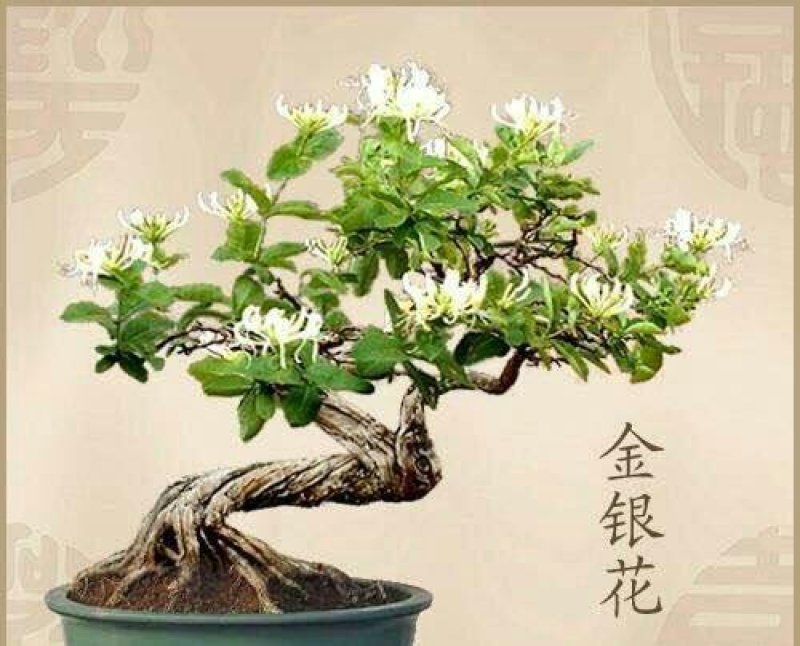 四季金银花盆景