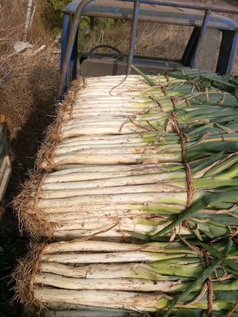 大量出售滕州铁杆钢葱和长白大葱，长年供应
