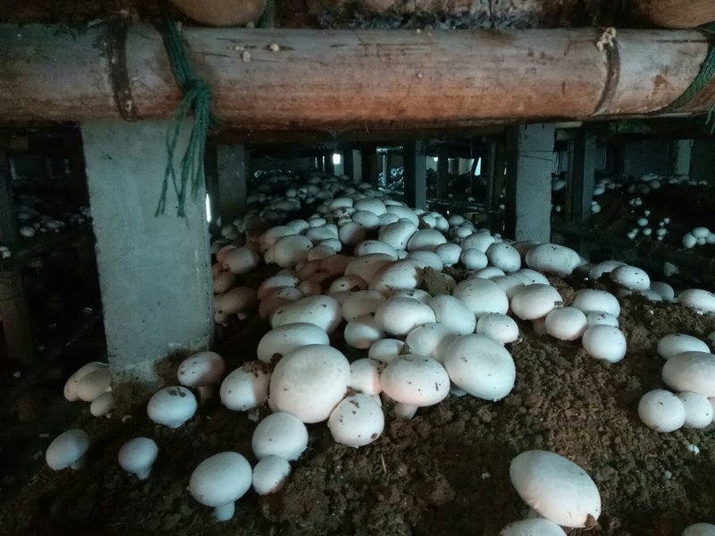 双胞菇