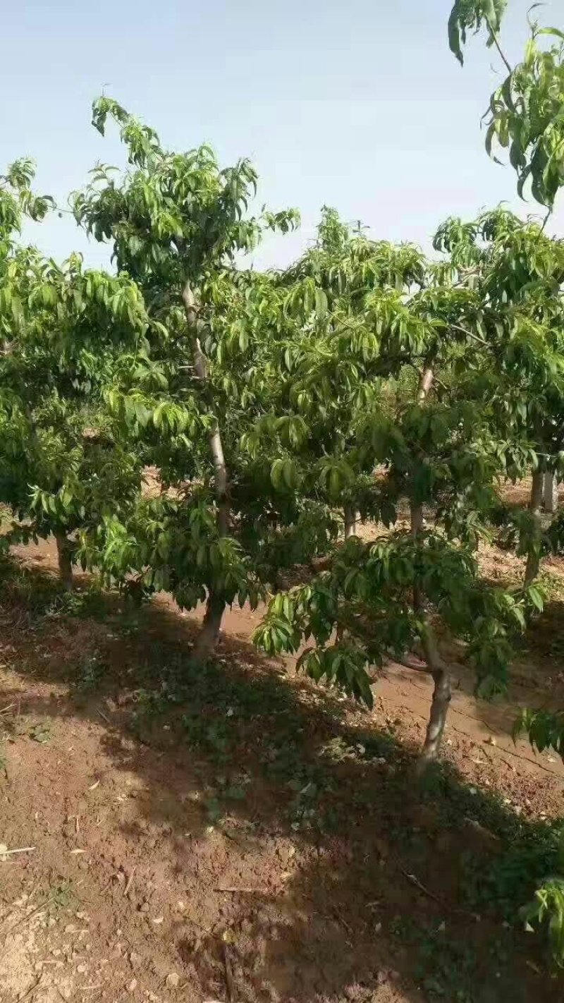 占地桃树、绿化桃树、山西占地桃树、基地直供现挖现发