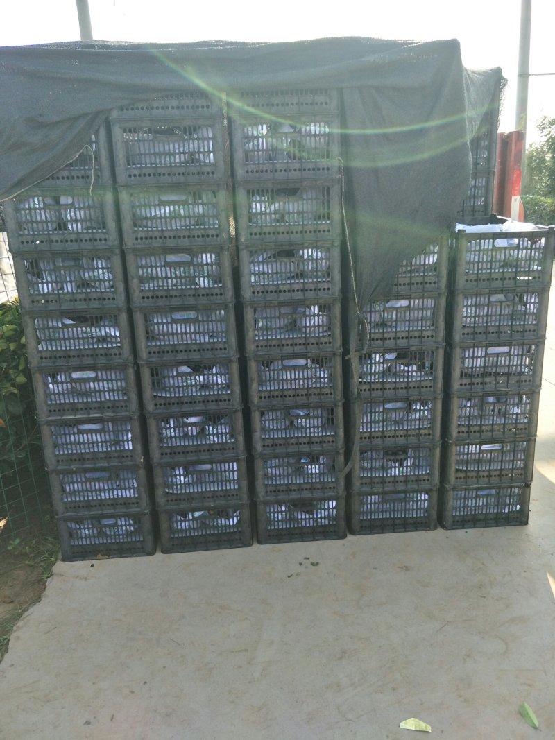 优质户太八号葡萄苗高产量品种纯免费提供技术指导
