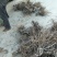 优质户太八号葡萄苗高产量品种纯免费提供技术指导