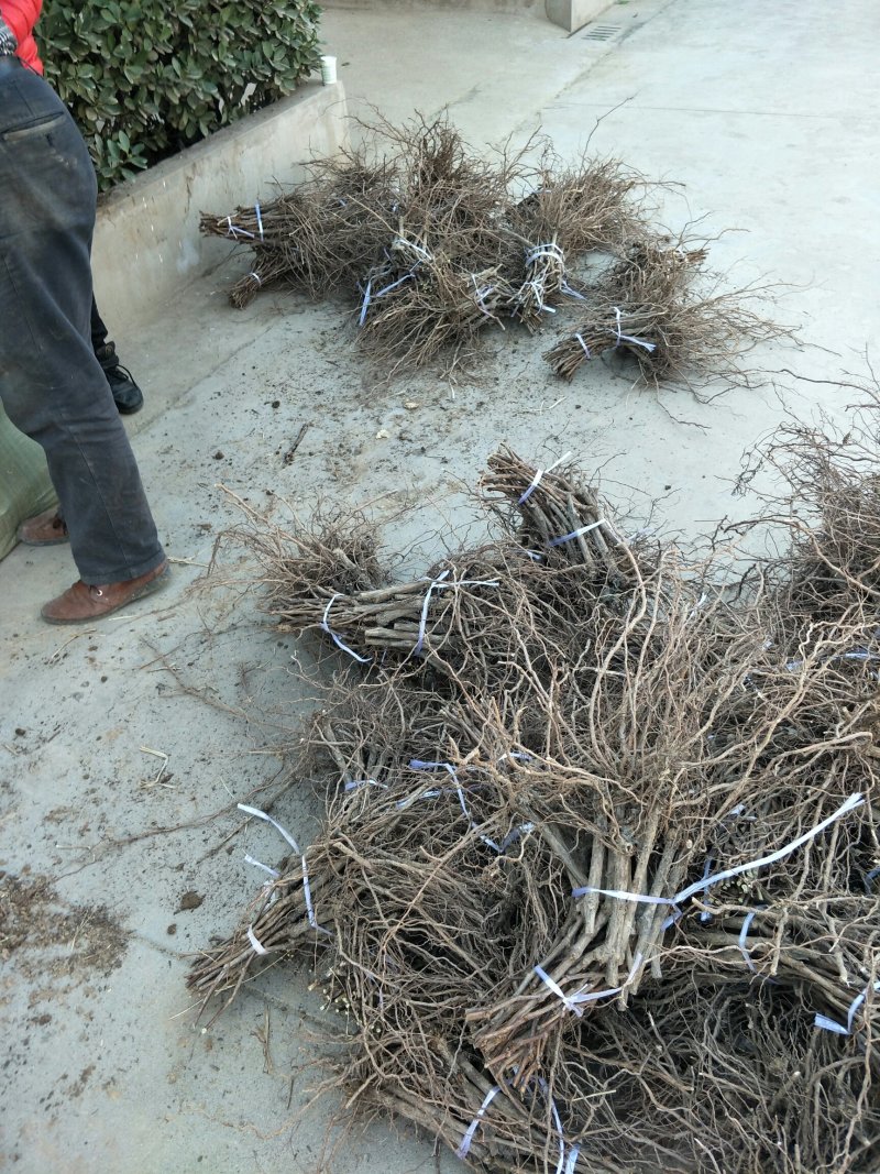 优质户太八号葡萄苗高产量品种纯免费提供技术指导