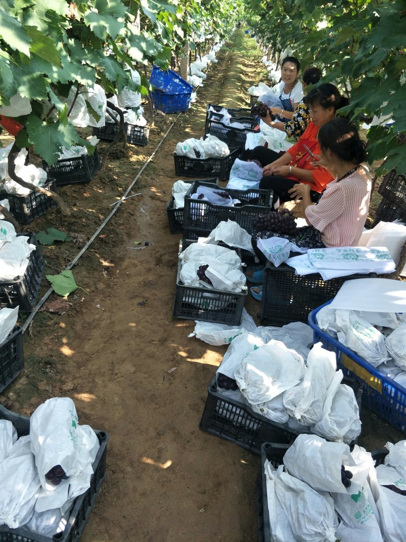 优质户太八号葡萄苗高产量品种纯免费提供技术指导