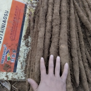 小白嘴白山药大量有货