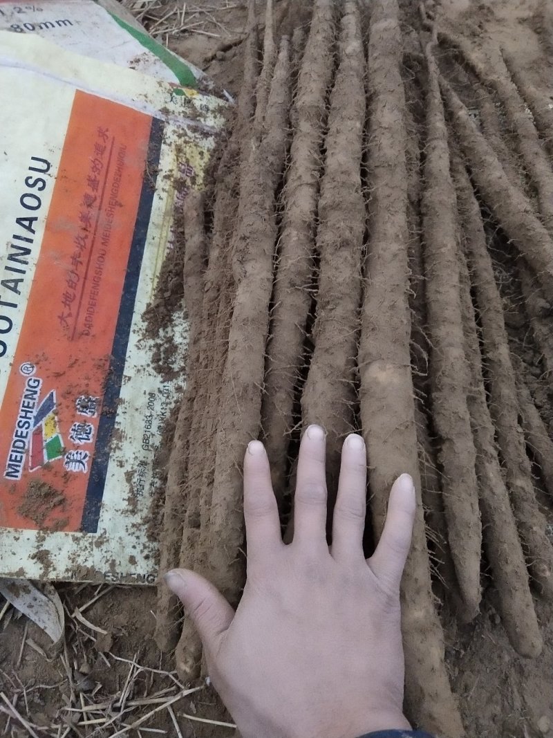小白嘴白山药大量有货