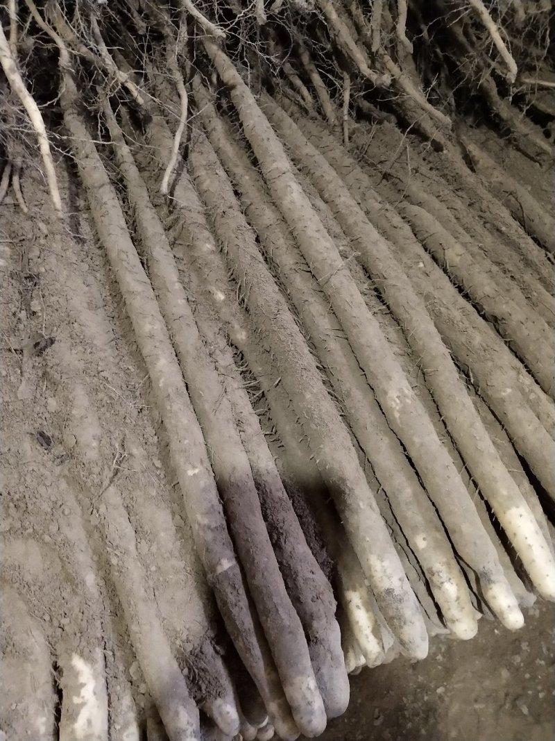 小白嘴白山药大量有货