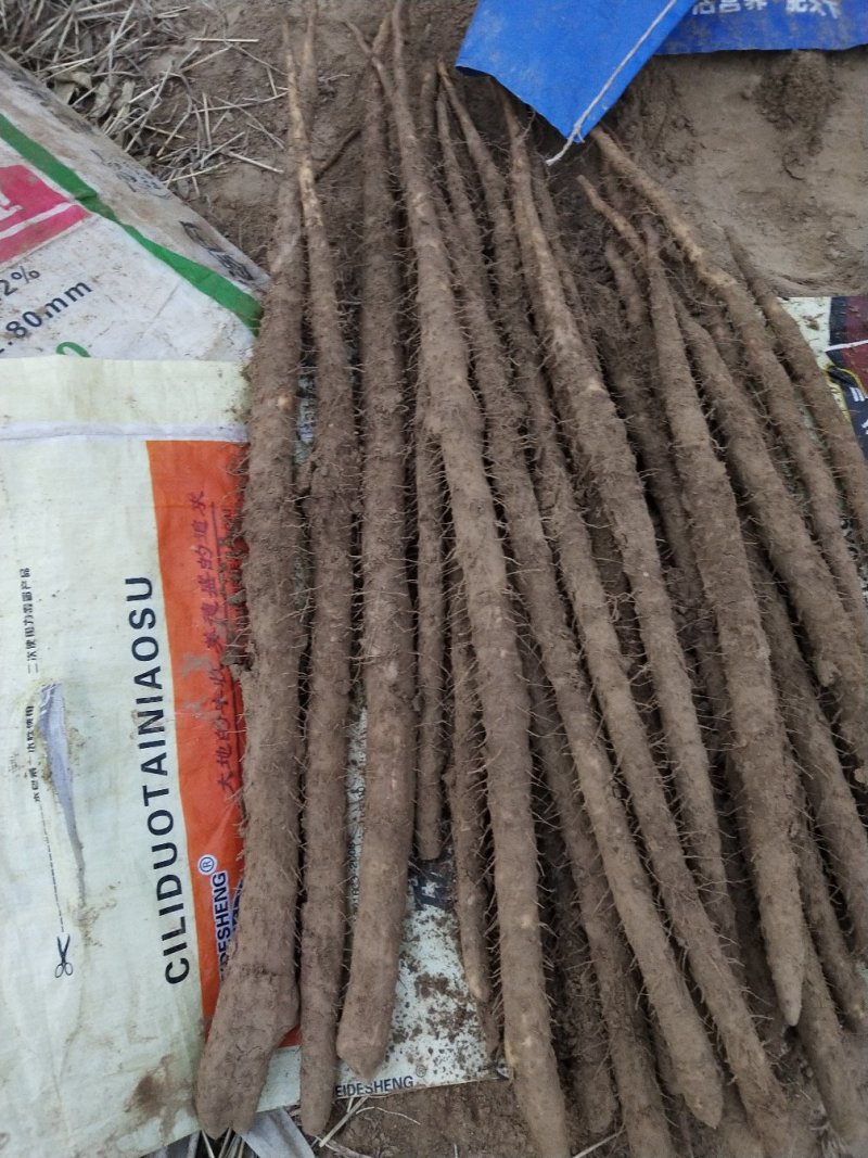小白嘴白山药大量有货