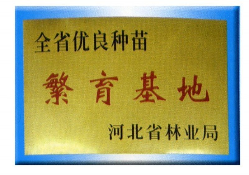 望都塔桧毛细根发达，刺柏，四季常绿成活率高