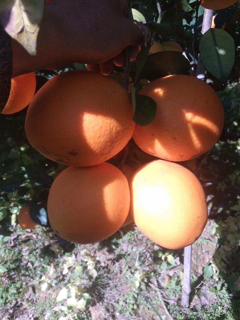 特优抗病性纽荷尔橙苗（2年苗），产量高，长的特快！品种保