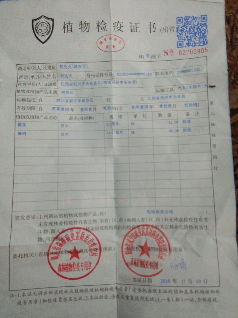 湖北栾树，黄山栾树，全冠，发冒量大价优8到20公分