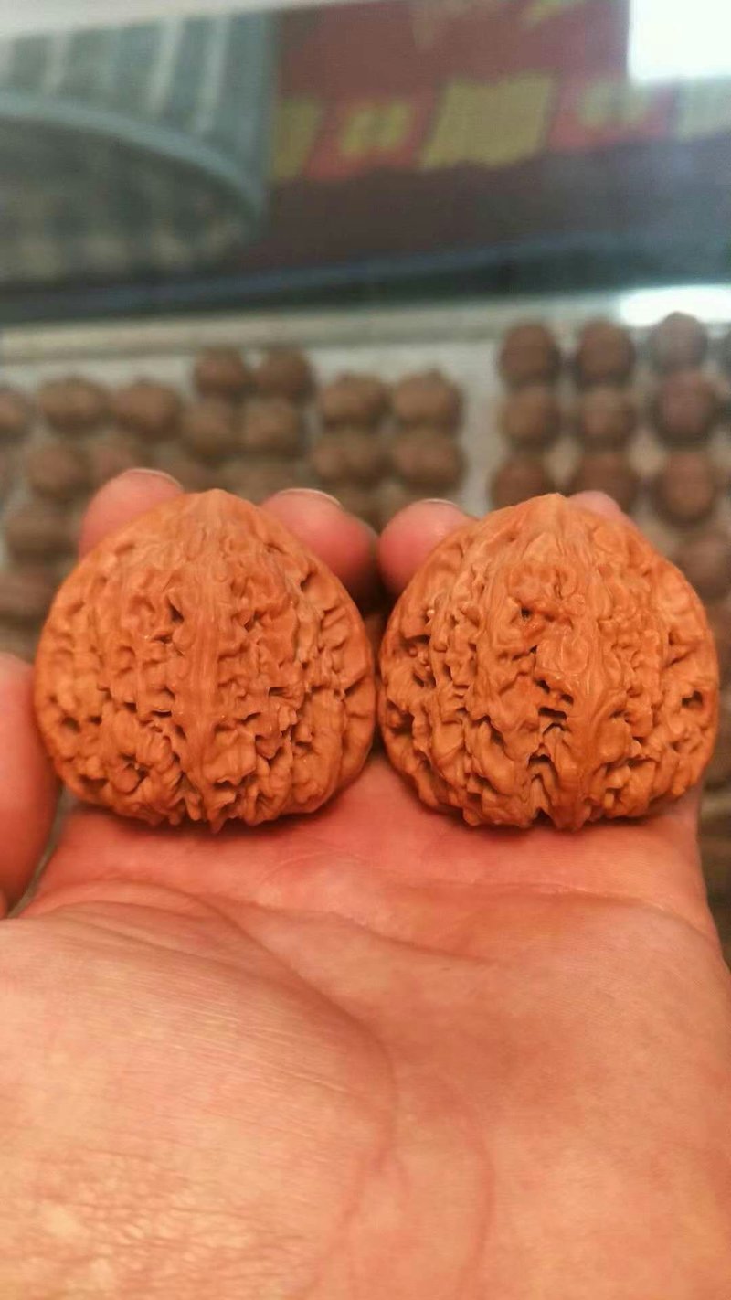 文玩核桃树苗批发