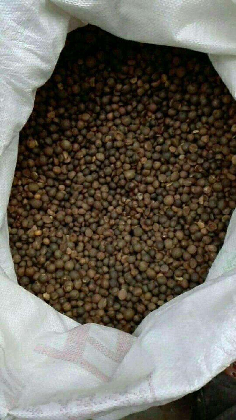 野山茶籽珍珠茶籽霜降茶籽