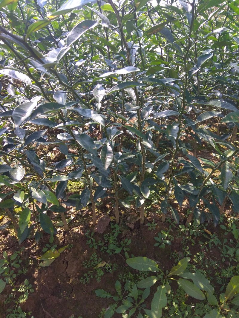 香橙苗大苗，小叶香橙，提供免费种植技术服务