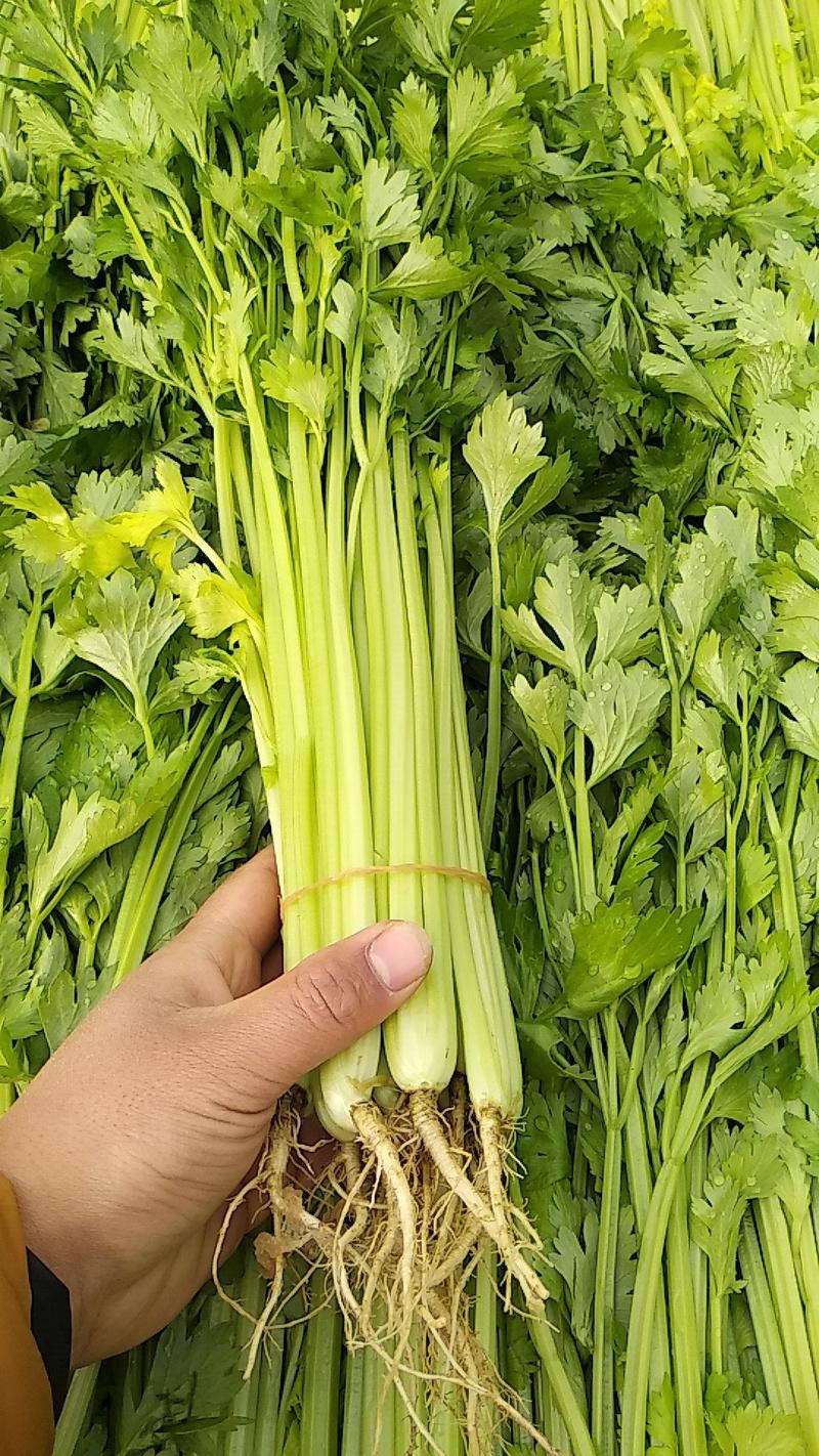 芹菜50cm以上全年供应，质量过硬，品质优良品种