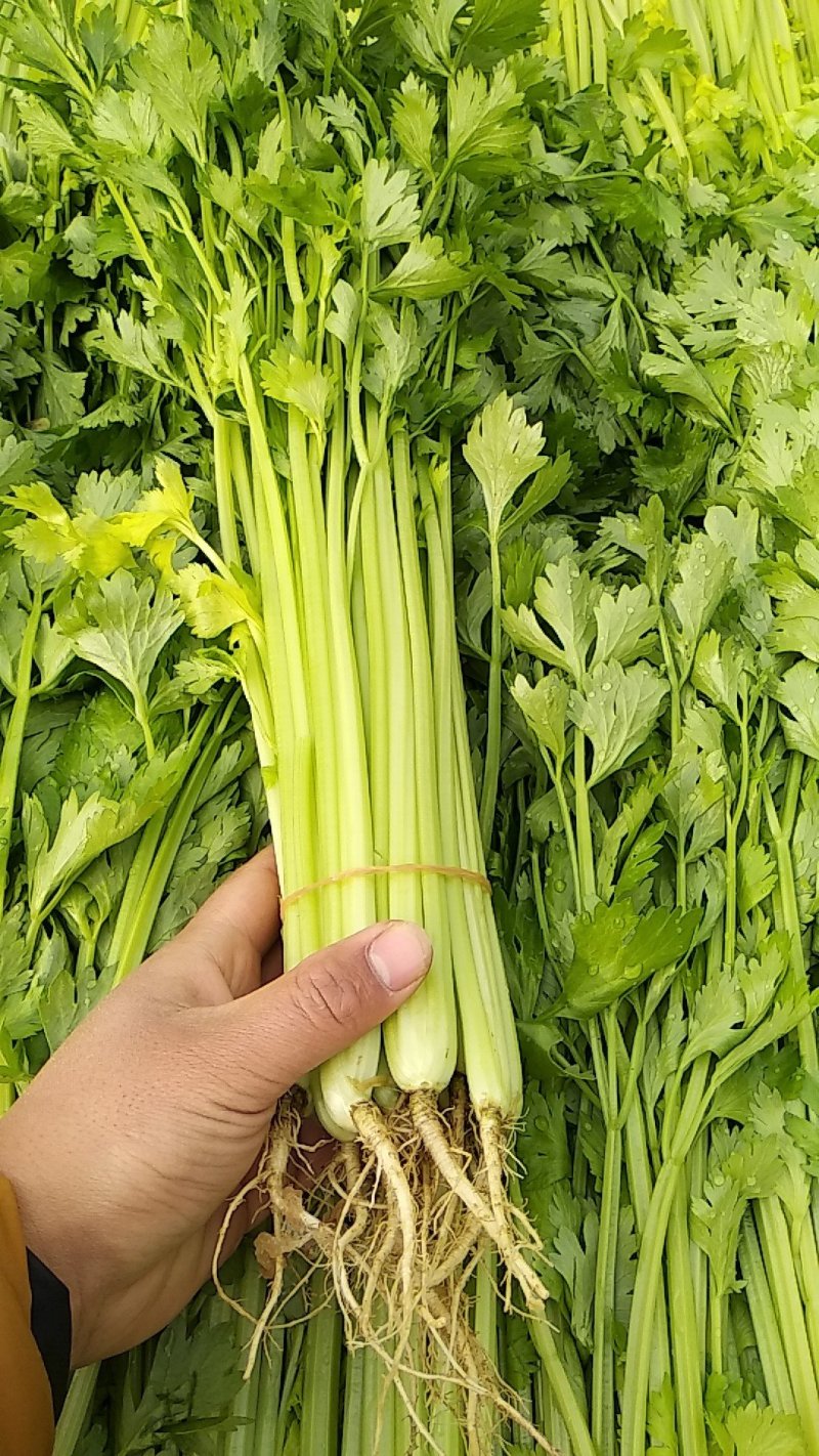 芹菜50cm以上全年供应，质量过硬，品质优良品种