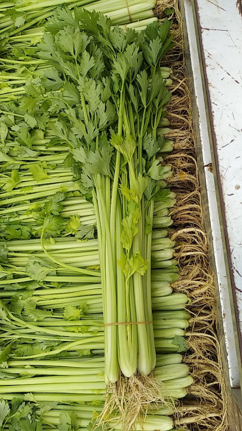 芹菜50cm以上全年供应，质量过硬，品质优良品种