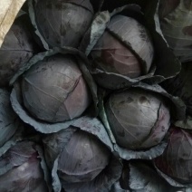 精品紫甘蓝大量上市，质量好，可以供应超市，加工厂，市场电