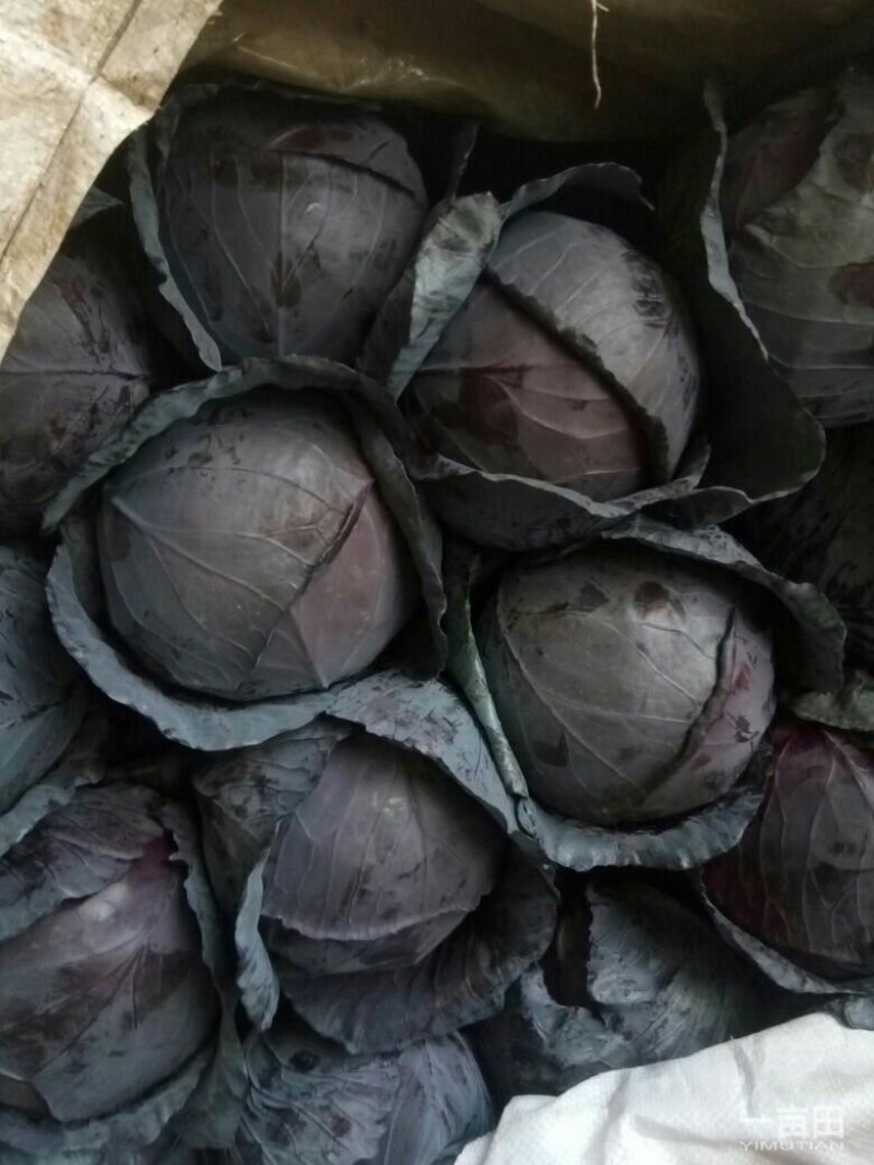 精品紫甘蓝大量上市，质量好，可以供应超市，加工厂，市场电