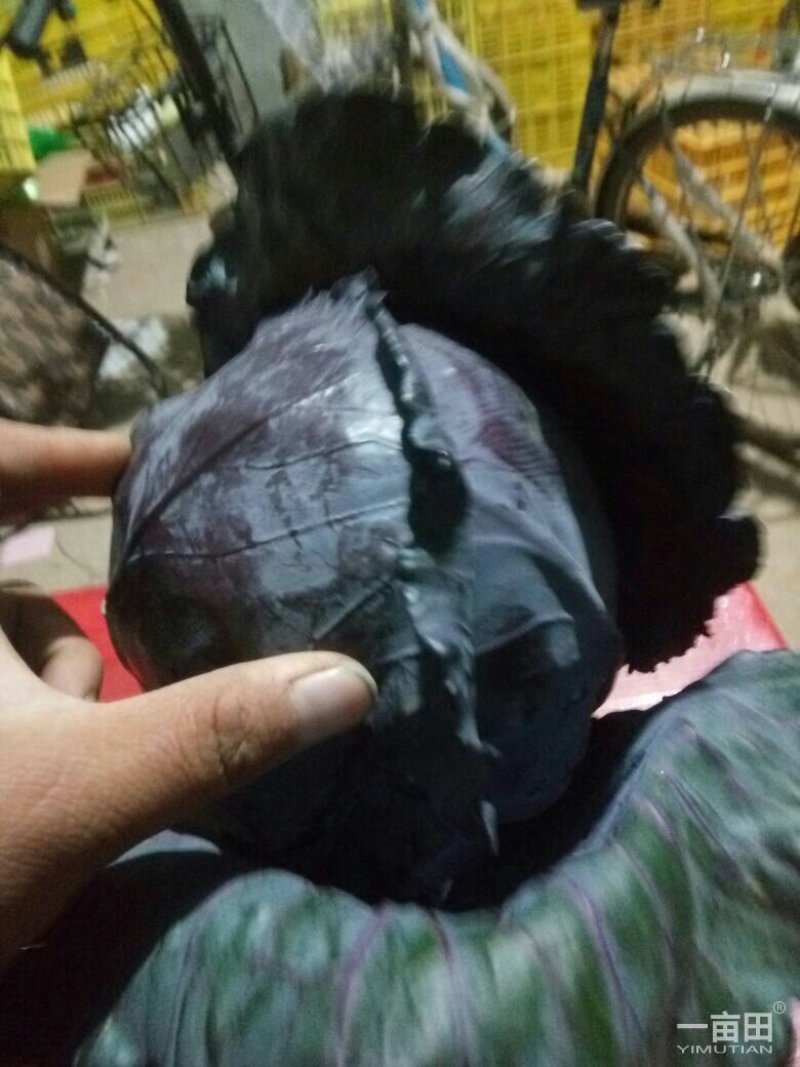 精品紫甘蓝大量上市，质量好，可以供应超市，加工厂，市场电